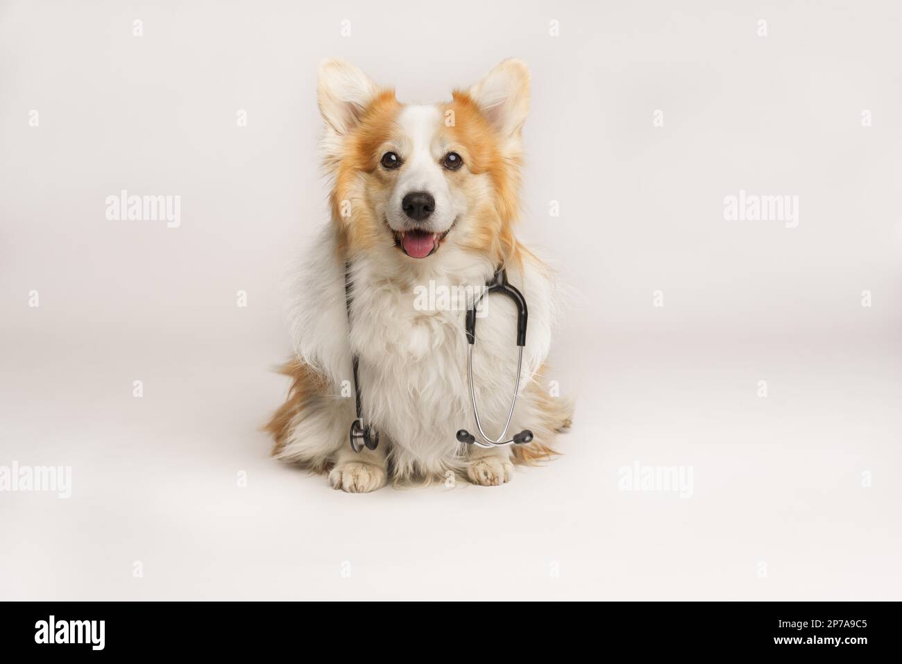 Un adorable chien de Pembroke gallois Corgi est assis avec un stéthoscope autour de son cou. Studio Banque D'Images