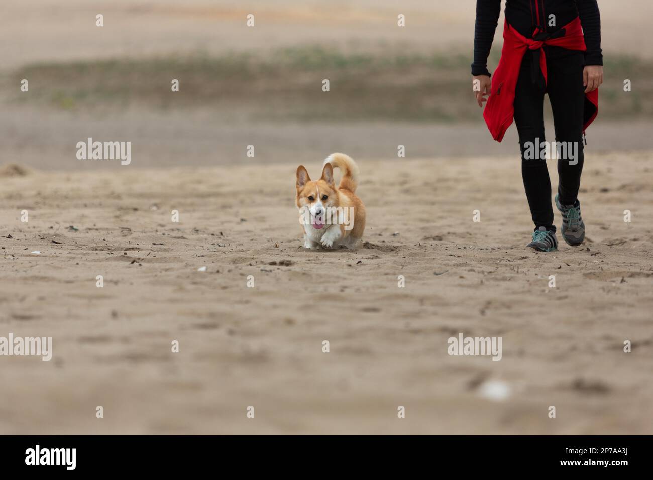 Le propriétaire marche son chien dans le désert. Été Banque D'Images