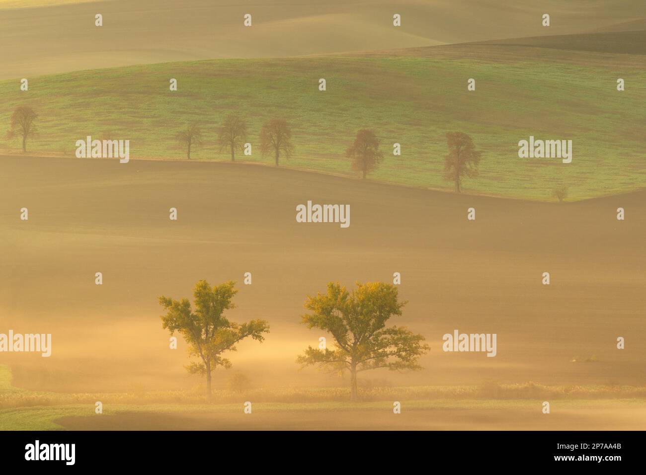 Magnifiques champs moraves avec des avenues d'arbres enveloppées dans le brouillard du matin. République tchèque, Moravie, République tchèque, Europe Banque D'Images
