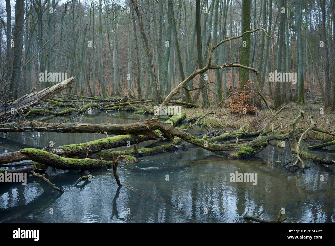 Deadwood se trouve dans un ruisseau proche de la nature (Schwaerze), Allemagne, Brandebourg, quartier de Barnim, Eberswalde, Parc naturel de Barnim, Schwaerzetal NSG Banque D'Images