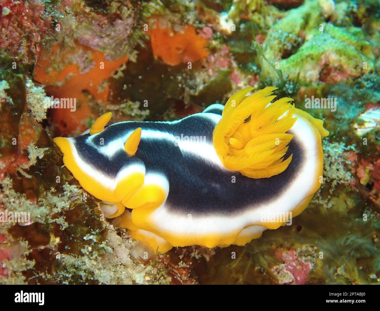 Escargot d'Afrique (Chromodoris africana), site de plongée du parc national de la baie de Sodwana, réserve marine de Maputaland, KwaZulu Natal, Afrique du Sud Banque D'Images