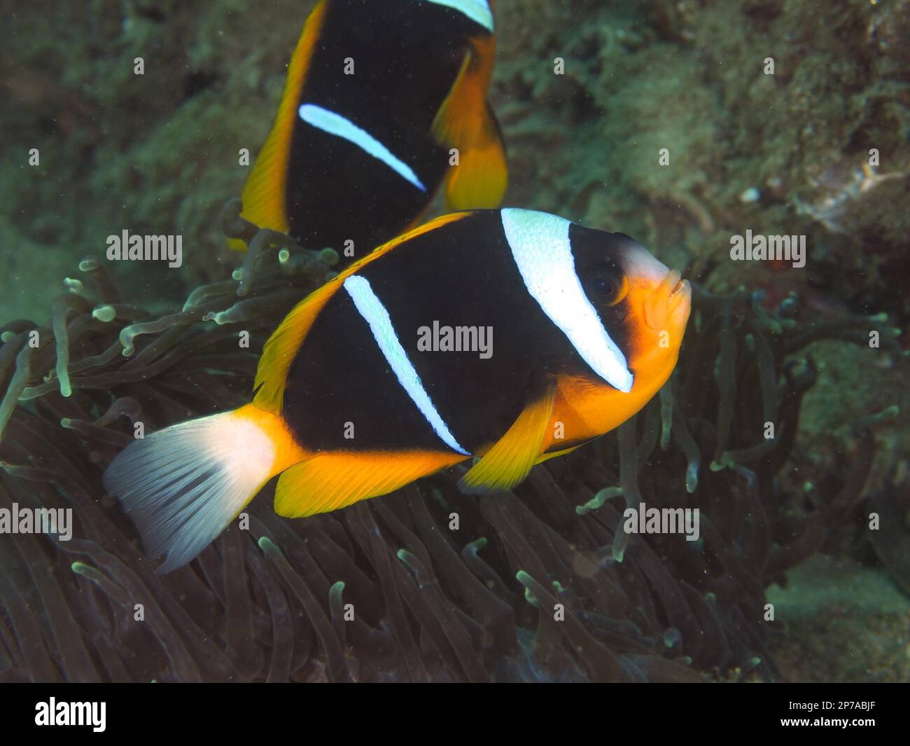 Poisson-clown Allards (Amphiprion allardi), site de plongée du parc national de la baie de Sodwana, Réserve marine de Maputaland, KwaZulu Natal, Afrique du Sud Banque D'Images