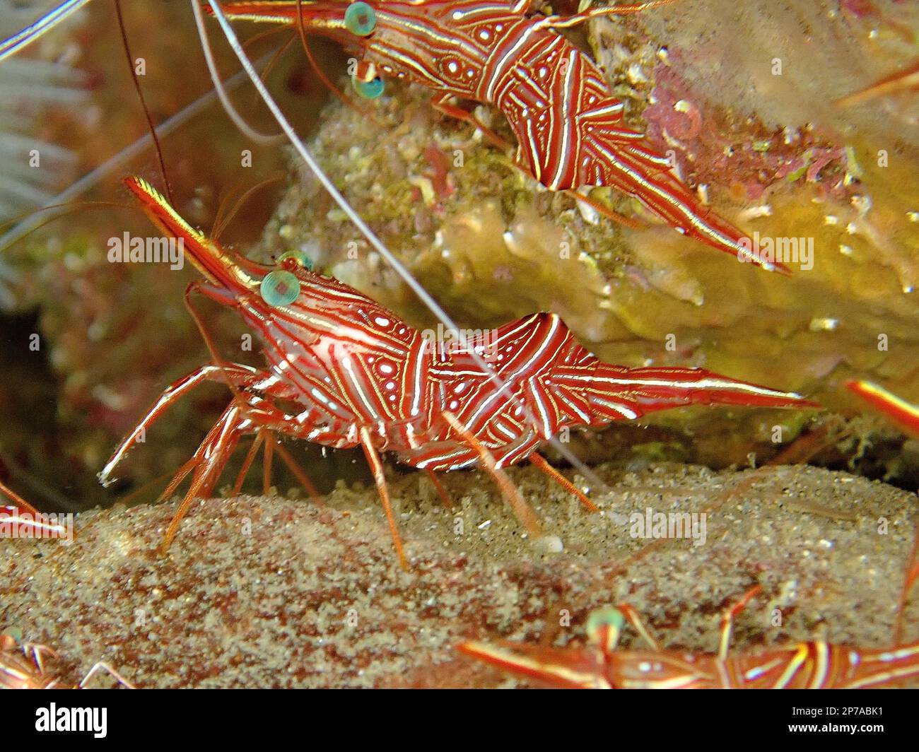 Crevettes à dos de chameau (Rhynchocinetes durnbanensis), site de plongée du parc national de la baie de Sodwana, réserve marine de Maputaland, KwaZulu Natal, Afrique du Sud Banque D'Images