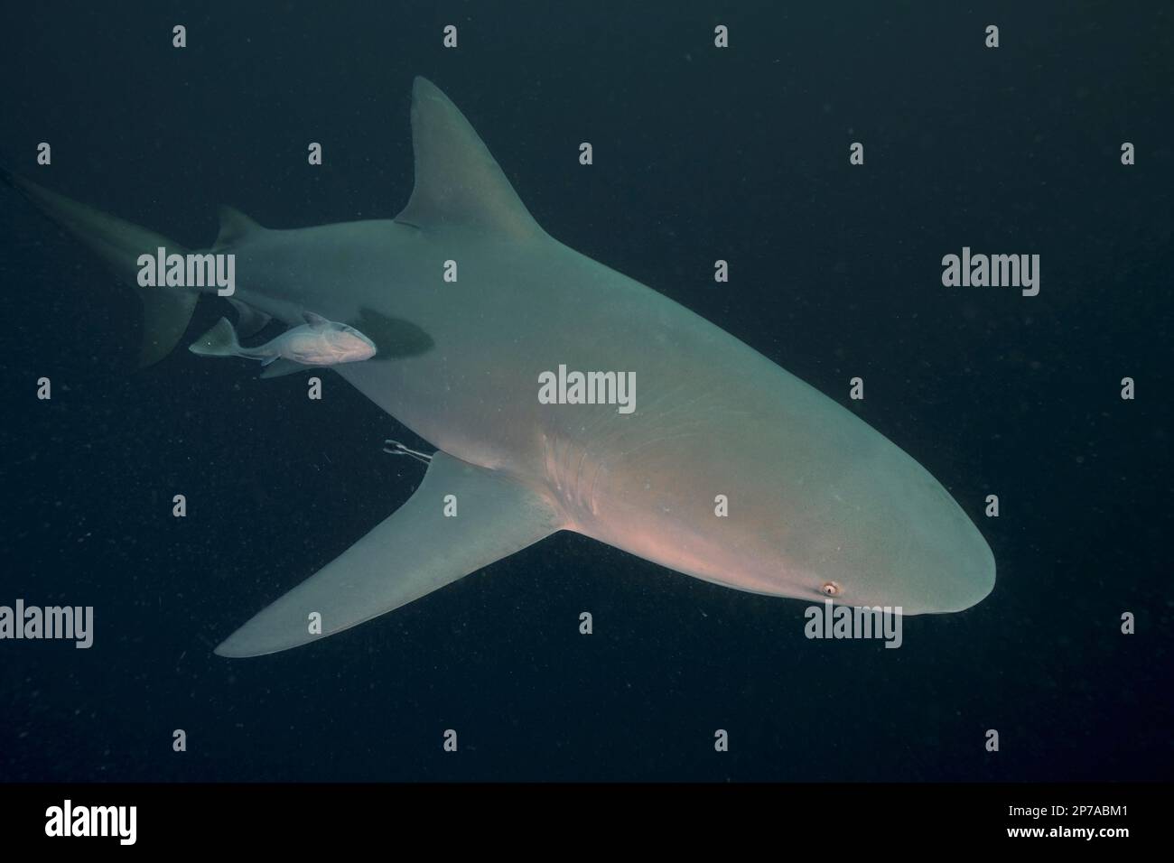 Requin taureau (Carcharhinus leucas), site de plongée de Protea Banks, Margate, KwaZulu Natal, Afrique du Sud Banque D'Images