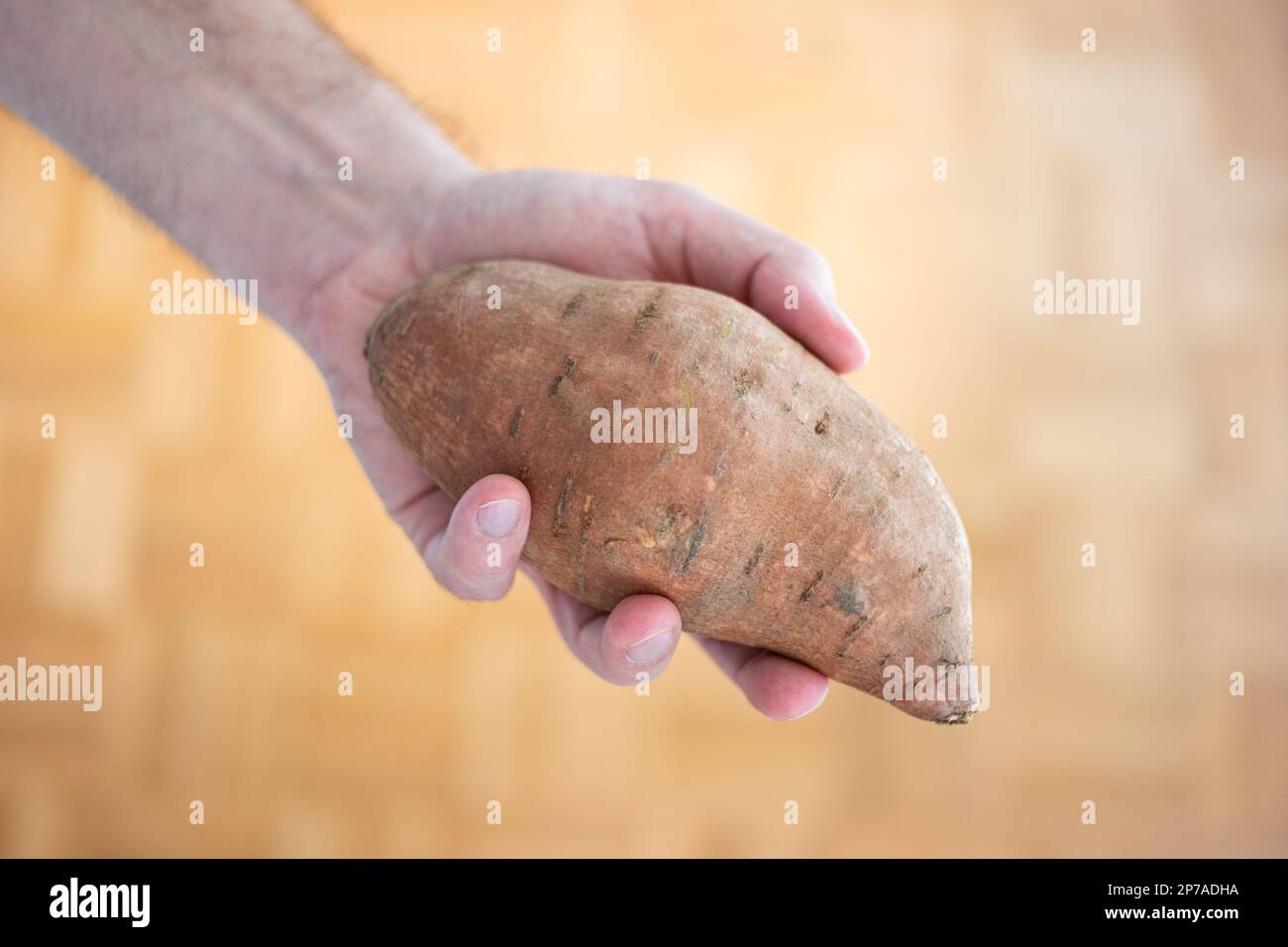 Grande patate douce brune fraîche tenue dans la main de l'homme. Gros plan, vue de dessus, arrière-plan brun avec effet de flou. Banque D'Images