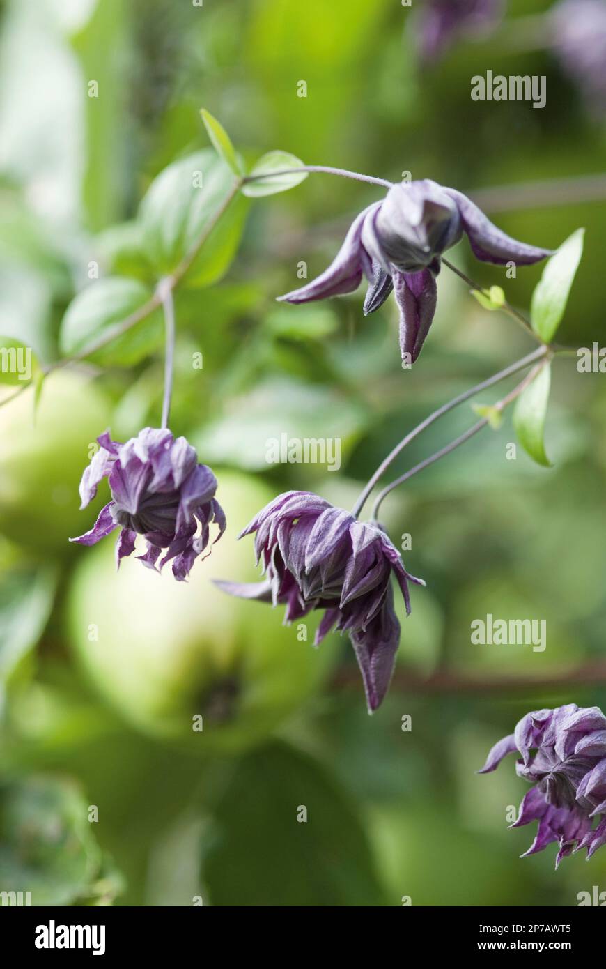 clematis viticella 'flore Plena', fleurs des cloches violettes Banque D'Images