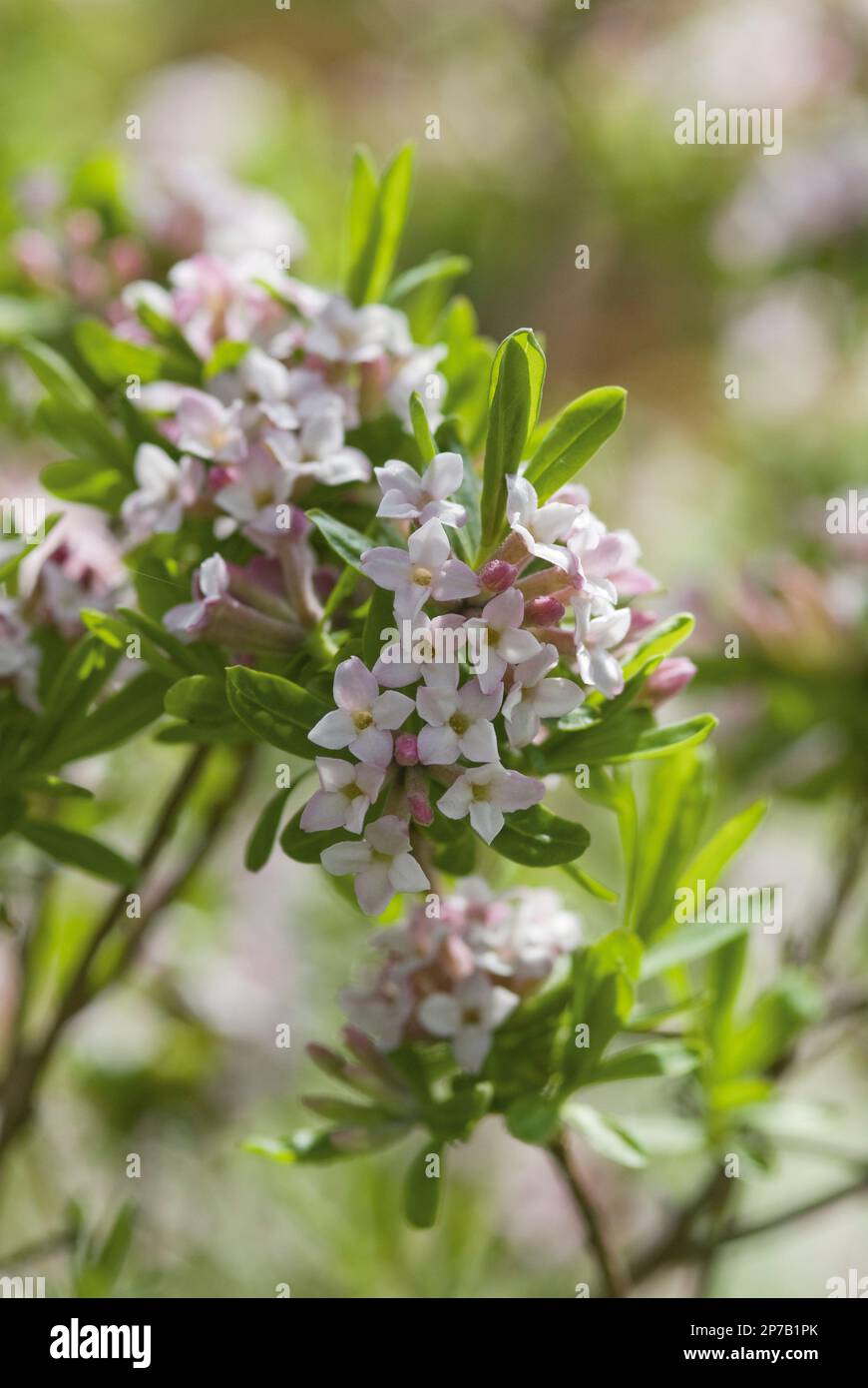 Daphne x burkwoodii rose fleur arbuste burkwood Banque D'Images