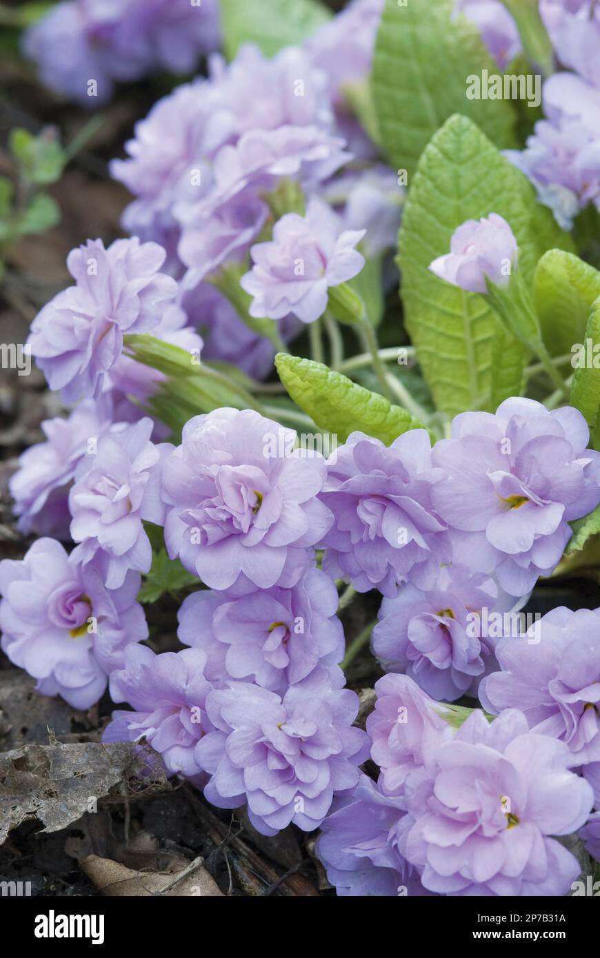 primula double primrose violet Banque D'Images