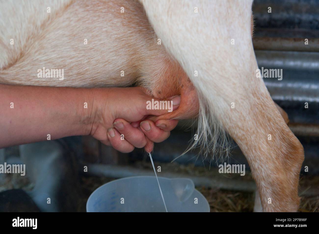 élevage de chèvres traite Banque de photographies et d’images à haute résolution Alamy