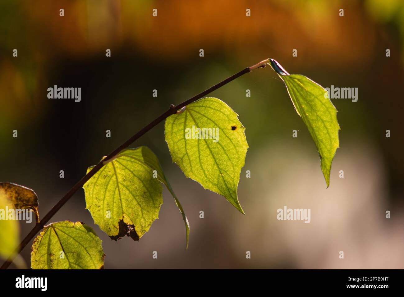 La décoloration verte laisse sur une branche gros plan téléobjectif tourné à l'extérieur. Rétroéclairage par réglage du soleil, faible profondeur de champ. Banque D'Images
