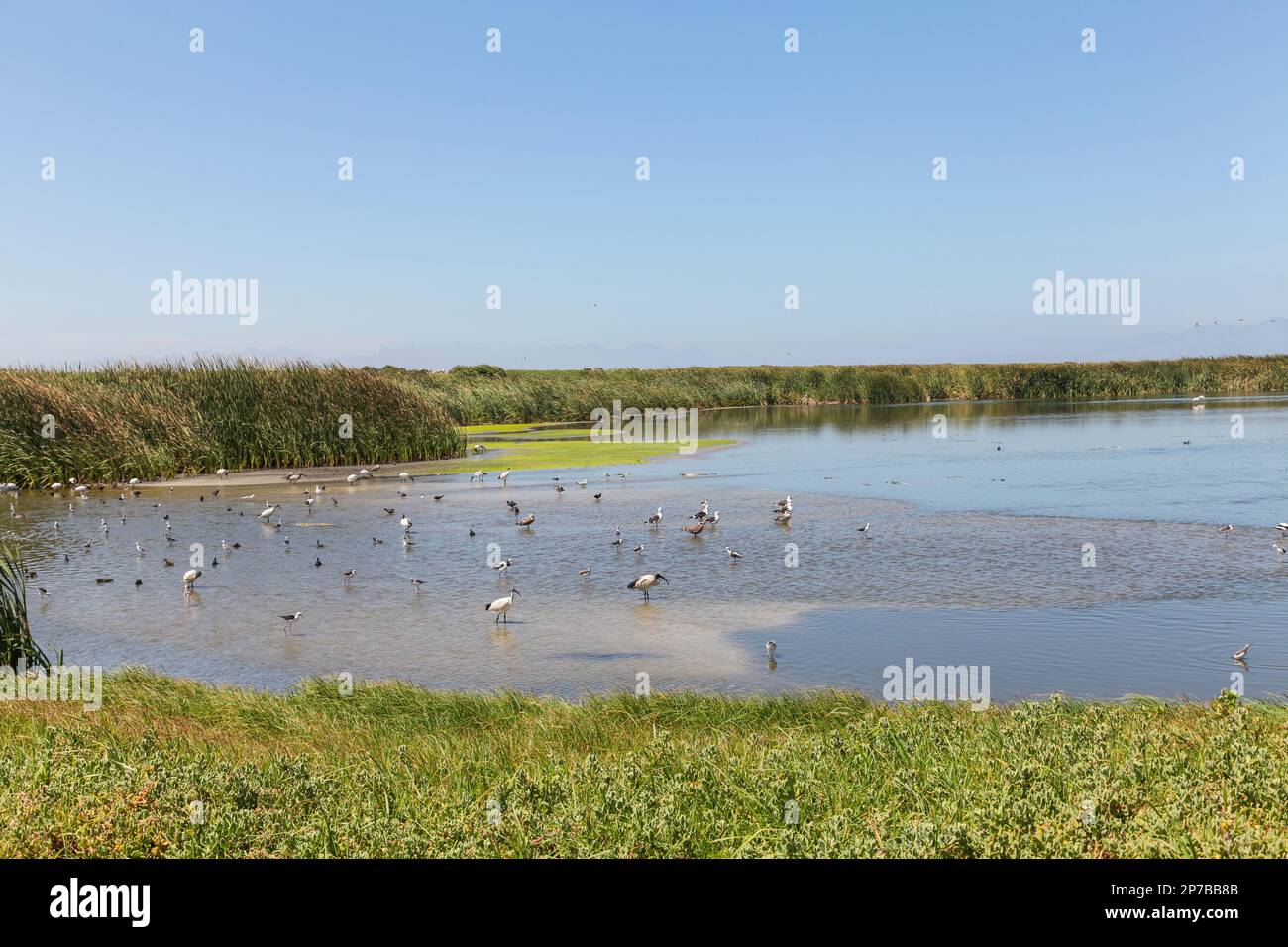 Casseroles à l'usine d'eau de Cape Flats, ou à l'usine d'égout de Strandfontein, le Cap Afrique du Sud. Il s'agit d'un site Ramsar protégé pour l'observation des oiseaux fournissant nutri Banque D'Images