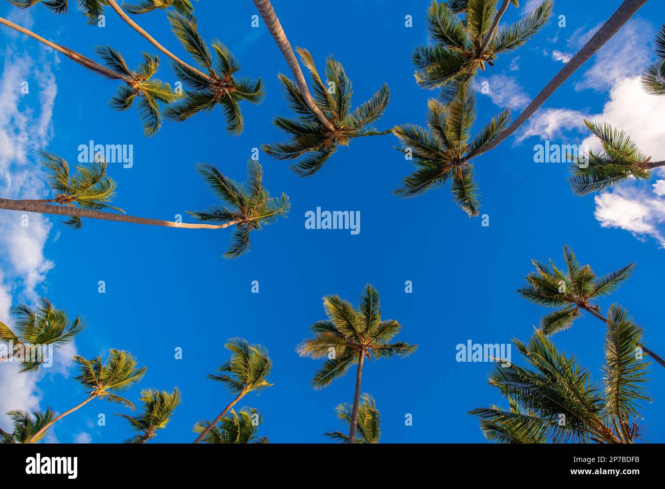 Arbre de noix de coco regardant vers le haut sous le ciel bleu vif. Banque D'Images