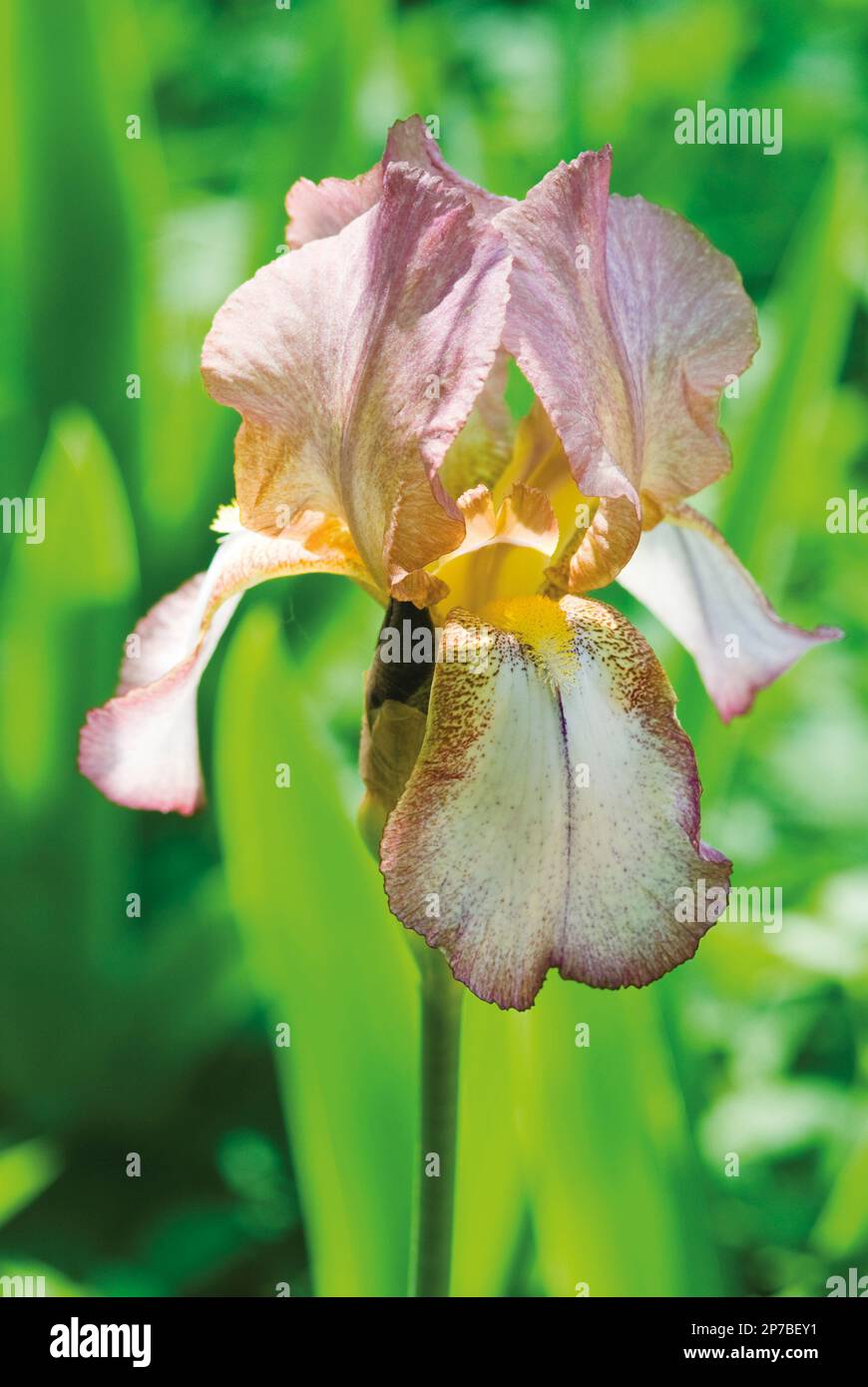 Iris 'Benton Arundel' rose pâle et jaune fleur barbu Banque D'Images
