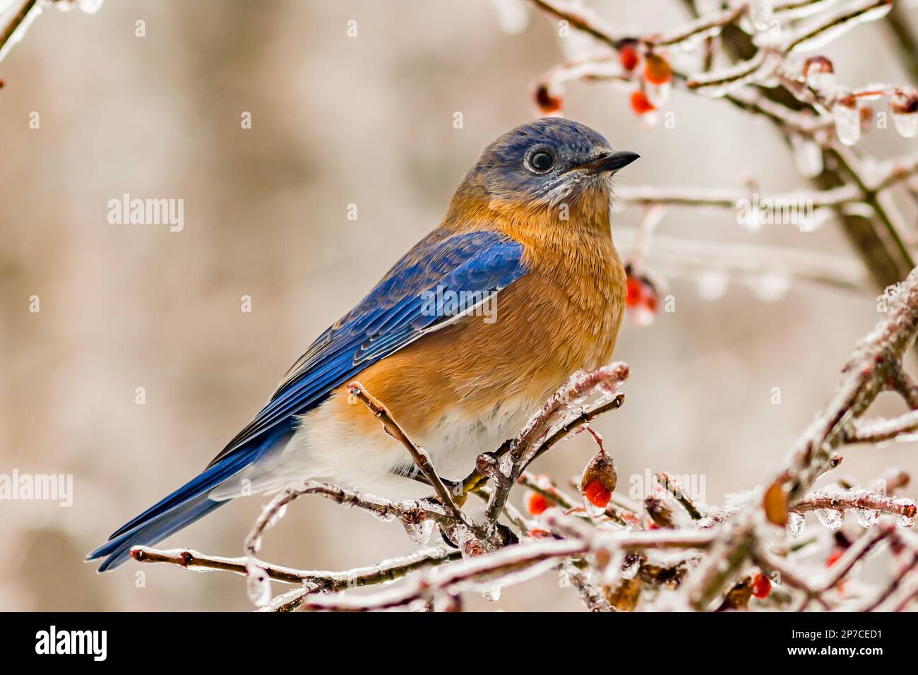 Bluebird de l'est - Sialia sialis Banque D'Images