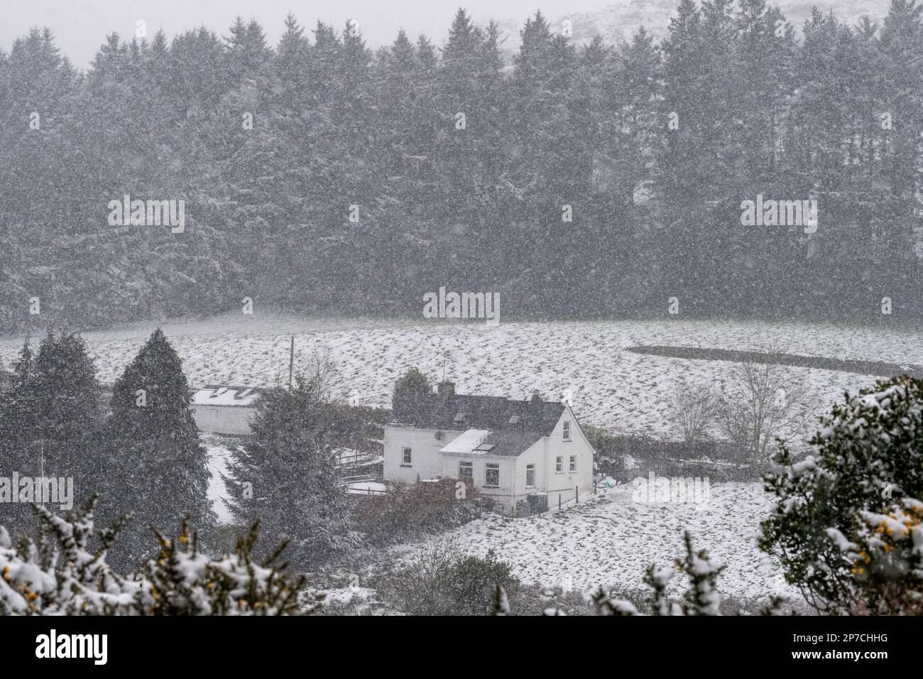 Ballingeary, West Cork, Irlande. 8th mars 2023. Certaines parties de West Cork sont aujourd'hui couvertes de neige épaisse, et les averses de neige devraient se poursuivre pour le reste de la journée. Met Éireann a émis un avertissement de neige et de glace jaune pour demain. Crédit : AG News/Alay Live News Banque D'Images