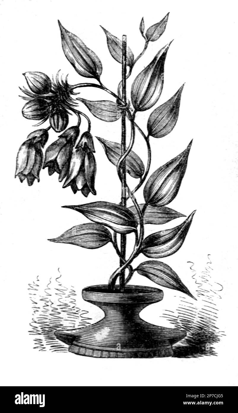 Alstroemeria, Lily péruvienne ou Lily des Incas, dans Pot ou planter, Chili Amérique du Sud. Gravure ou illustration vintage ou historique 1862 Banque D'Images