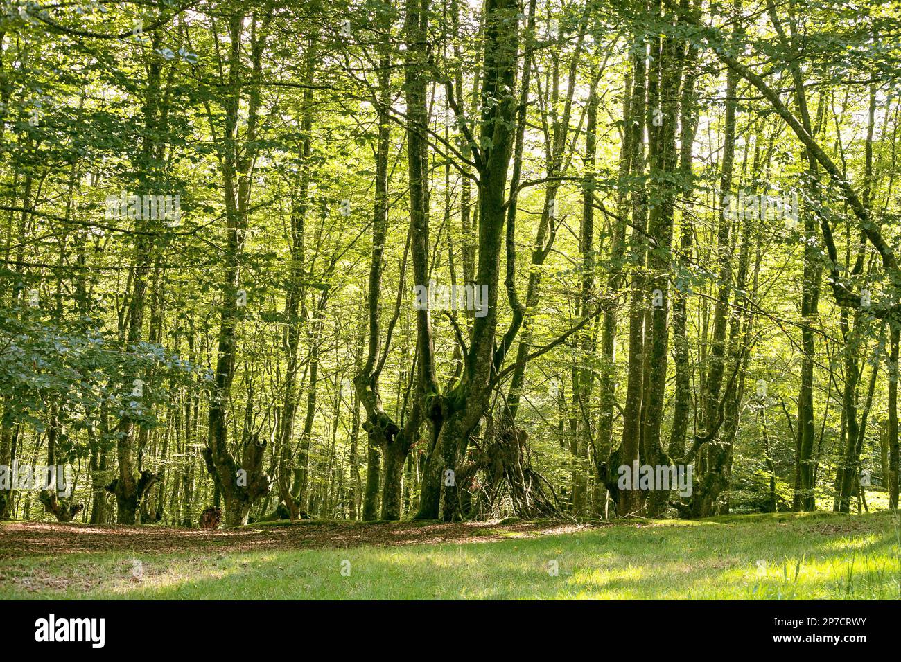 Forêt de hêtre du Parc naturel d'Urkiola en pays basque, Espagne. Banque D'Images