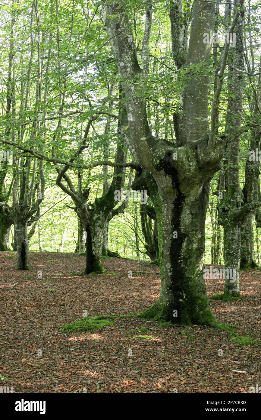 Le hêtre fores dans une journée ensoleillée dans le parc national d'Urkiola dans le pays Basque, Espagne. Banque D'Images