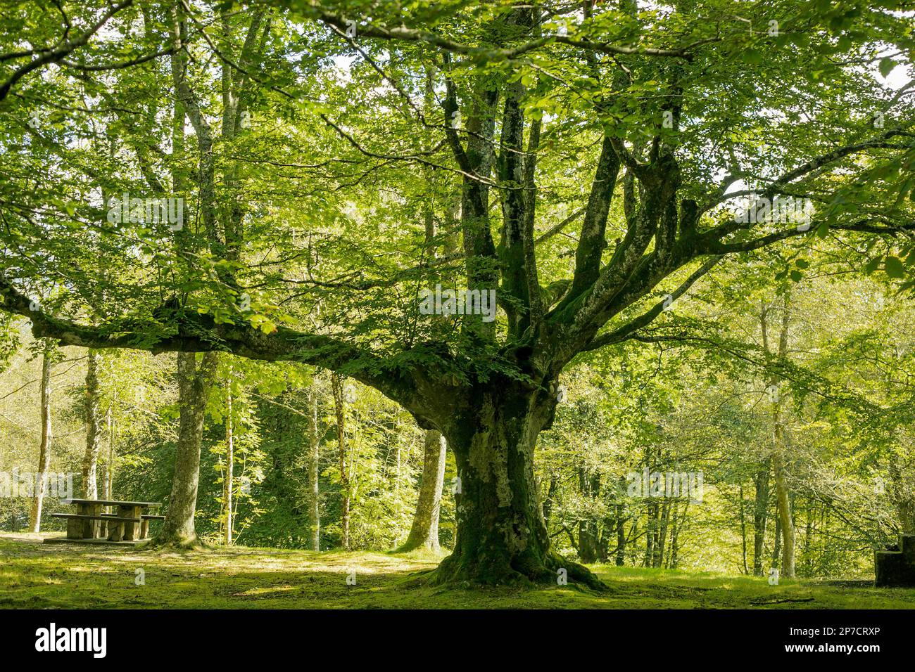Spécimen d'un grand hêtre dans le parc naturel d'Urkiola, pays Basque, Espagne. Espace de loisirs. Pique-nique. Banque D'Images