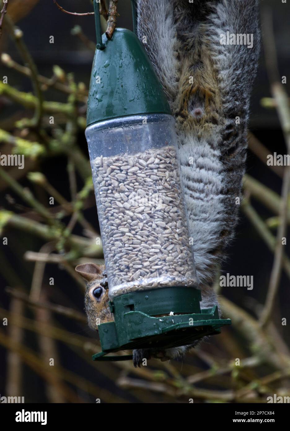 Écureuil qui rauque les coeurs de tournesol dans le faucon Ã oiseaux Banque D'Images