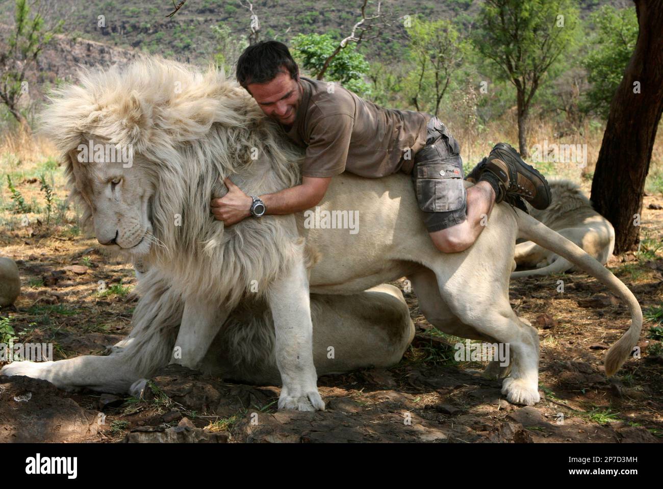 In this photo taken Monday Oct. 11, 2010, Kevin Richardson, a.k.a. the Lion Whisperer piggybacks on the back of a lion in their enclosure at the Kingdom of the White Lion park in Broederstroom, near Johannesburg South Africa. A new film opening in the United States on Friday about a rare white lion who escapes becoming a trophy on a wall is a rare happy ending in a country where more than 1,000 lions are killed legally each year.Kevin Richardson, the man behind the movie, calls himself an "ambassador of lions" and hopes the film will act as one too at a time when foreign tourists are willing t Banque D'Images