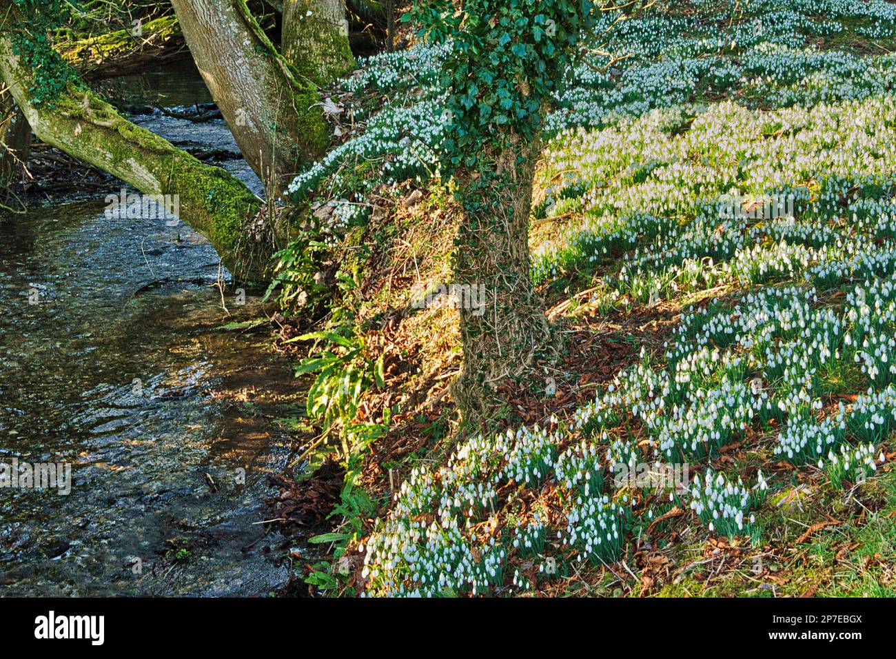Snowdrops by the River, Welford Park, Berkshire, Royaume-Uni Banque D'Images
