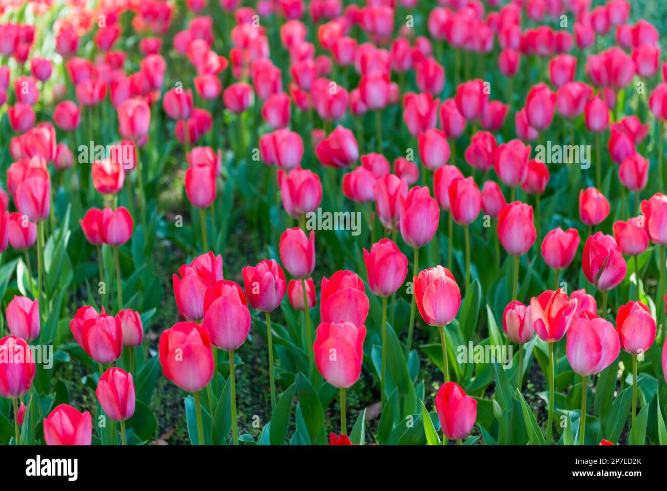 fleurs printemps rose tulipes fleur comme arrière-plan dans un parc, jardin floral fond Banque D'Images