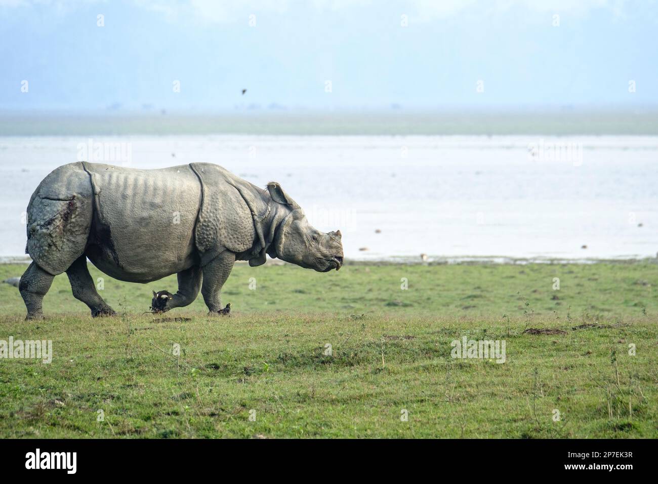 Indian Rhino Rhinoceros unicornis, traverse de la prairie de gauche à droite en face d'une rivière. Parc national de Kaziranga, Assam, Inde Banque D'Images