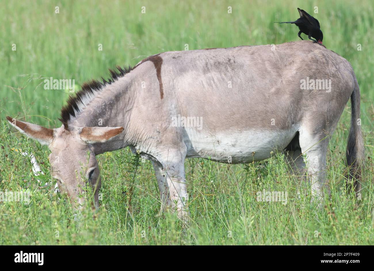 Un piapiac juvénile (Ptilostomus afer) perche sur un âne à l'observatoire d'oiseaux de Kartong.Il est probablement à la recherche d'insectes perturbés par l'âne. Banque D'Images
