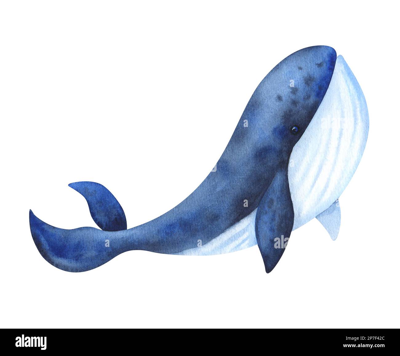 Illustration isolée sur fond blanc baleine bleue. Peint à l'aquarelle. Pour la conception, l'emballage, la publicité et plus encore Banque D'Images