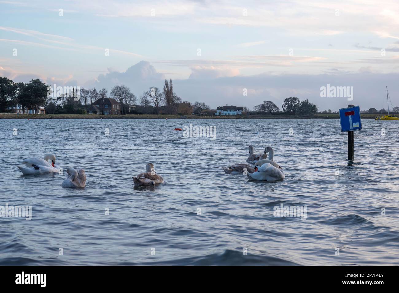 cygnes et cygnets nageant après un panneau no through road Banque D'Images