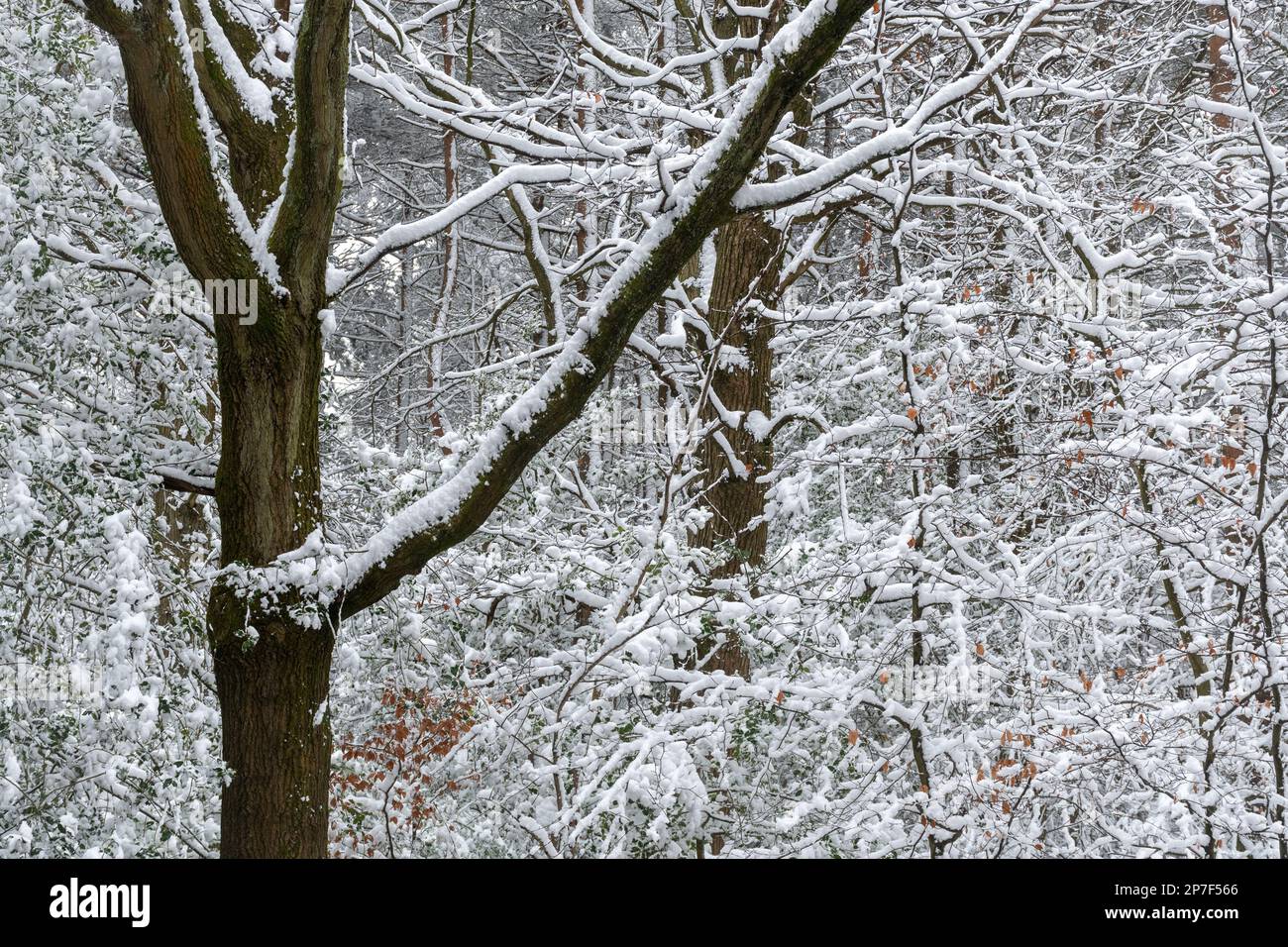 Scène de neige en forêt ou dans les bois au Caesar's Camp, Hampshire, Angleterre, Royaume-Uni, 8th mars 2023. Paysage de campagne enneigé. Banque D'Images