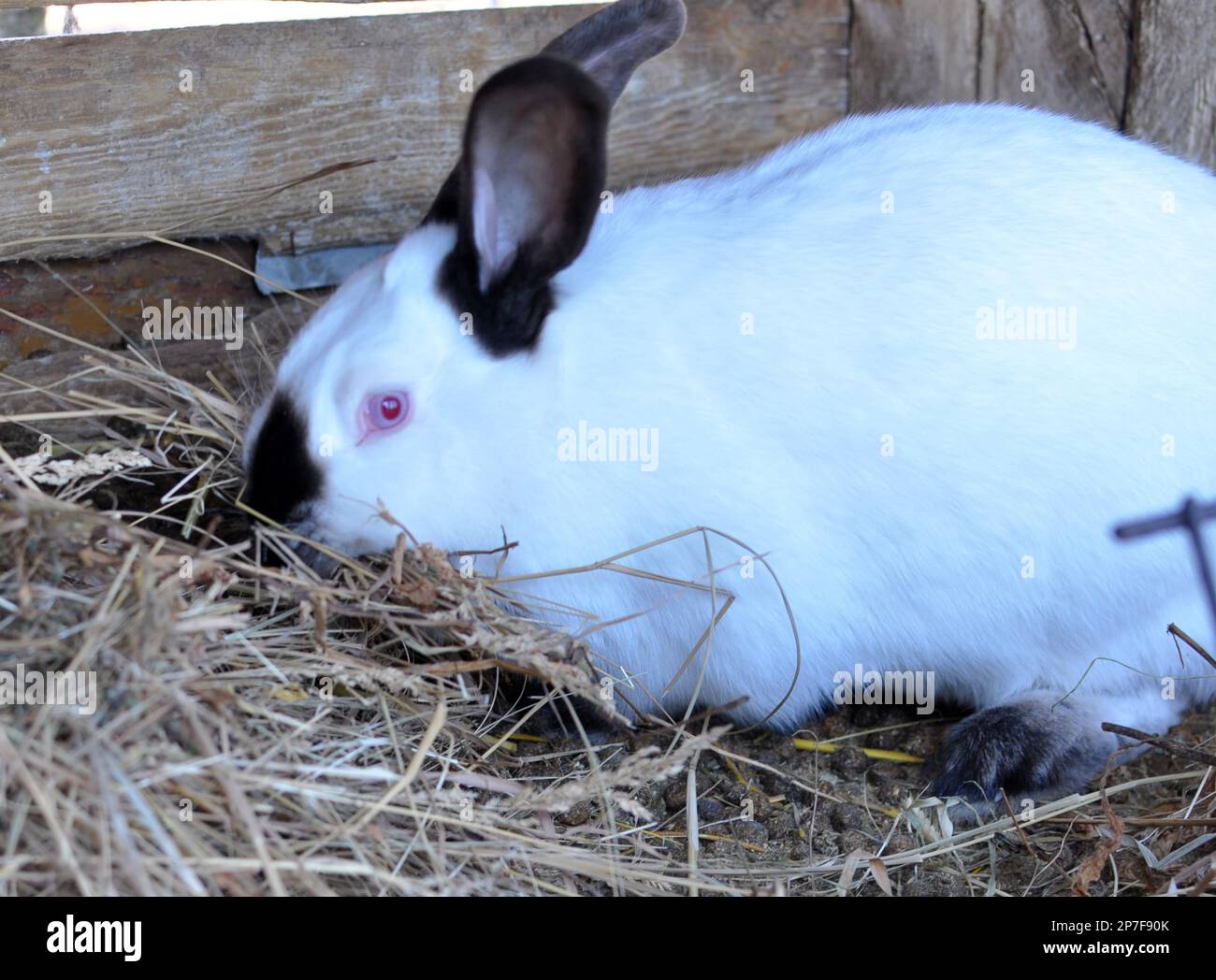 La femelle de lapin enceinte de Californie se reproduit avec du foin dans les dents pour la nidification avant la naissance du bébé Banque D'Images