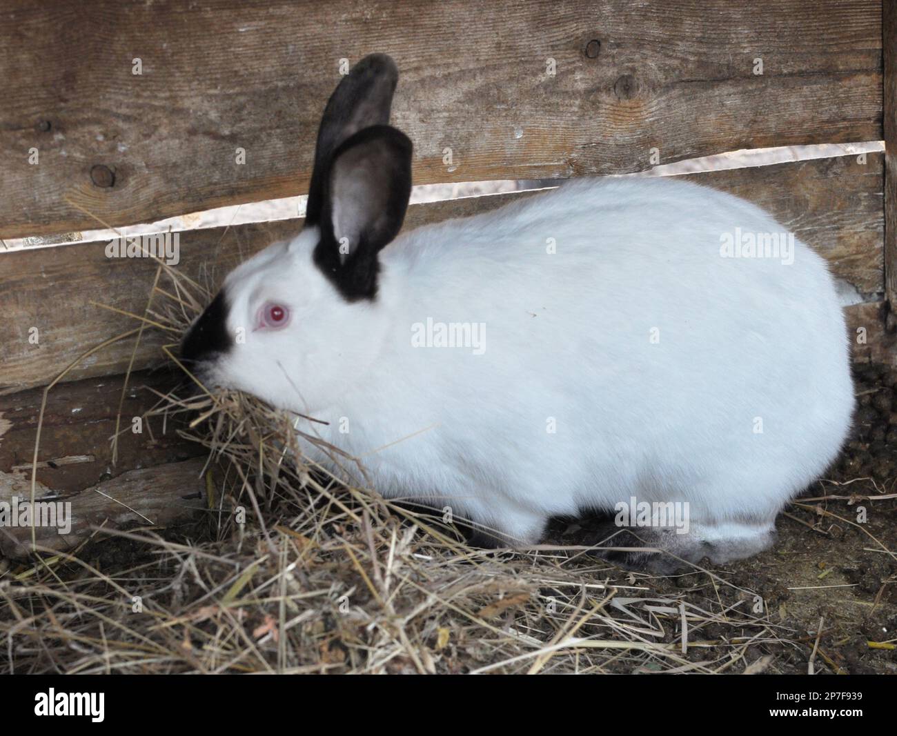 La femelle de lapin enceinte de Californie se reproduit avec du foin dans les dents pour la nidification avant la naissance du bébé Banque D'Images