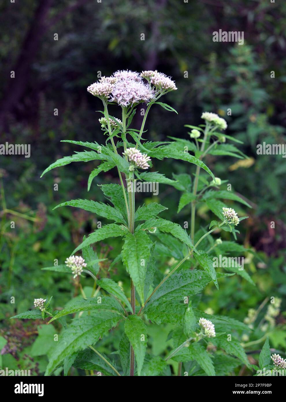 Il fleurit dans l'agrimony du chanvre sauvage (Eupatorium cannabinum) Banque D'Images