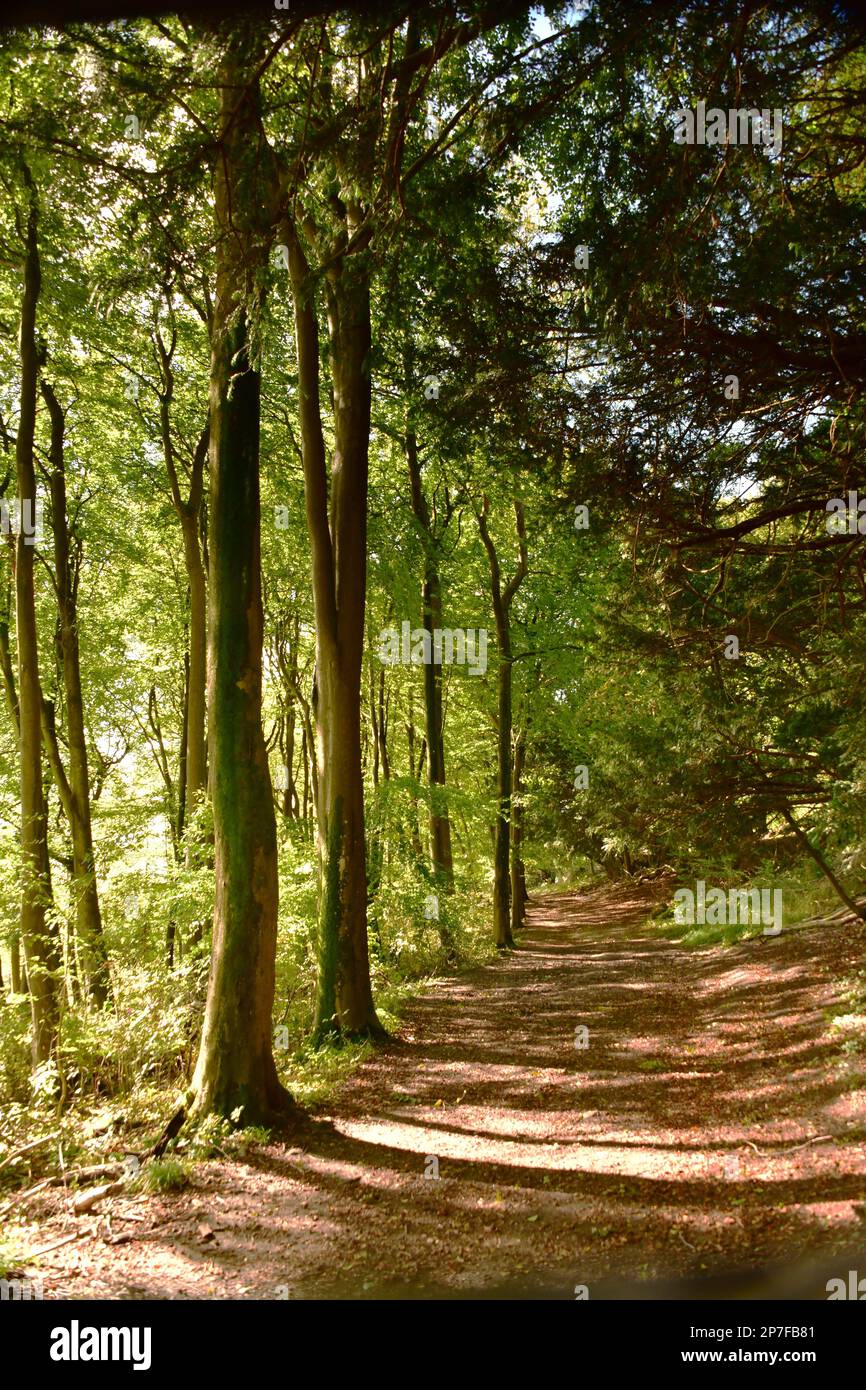 North Downs Way, Surrey, Royaume-Uni Banque D'Images