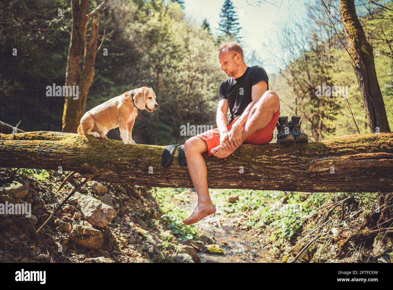 Un homme d'âge moyen assis sur l'arbre déchu en bois au-dessus du ruisseau de la forêt de montagne avec un chien de beagle en attendant le séchage de la lessive et la botte de trekking Banque D'Images