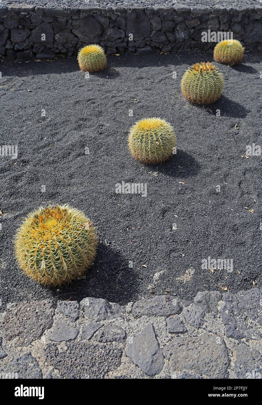 Cactus épineux minimaliste typique et picon volcanique classé; jardin, Lanzarote. 2023. cym Banque D'Images