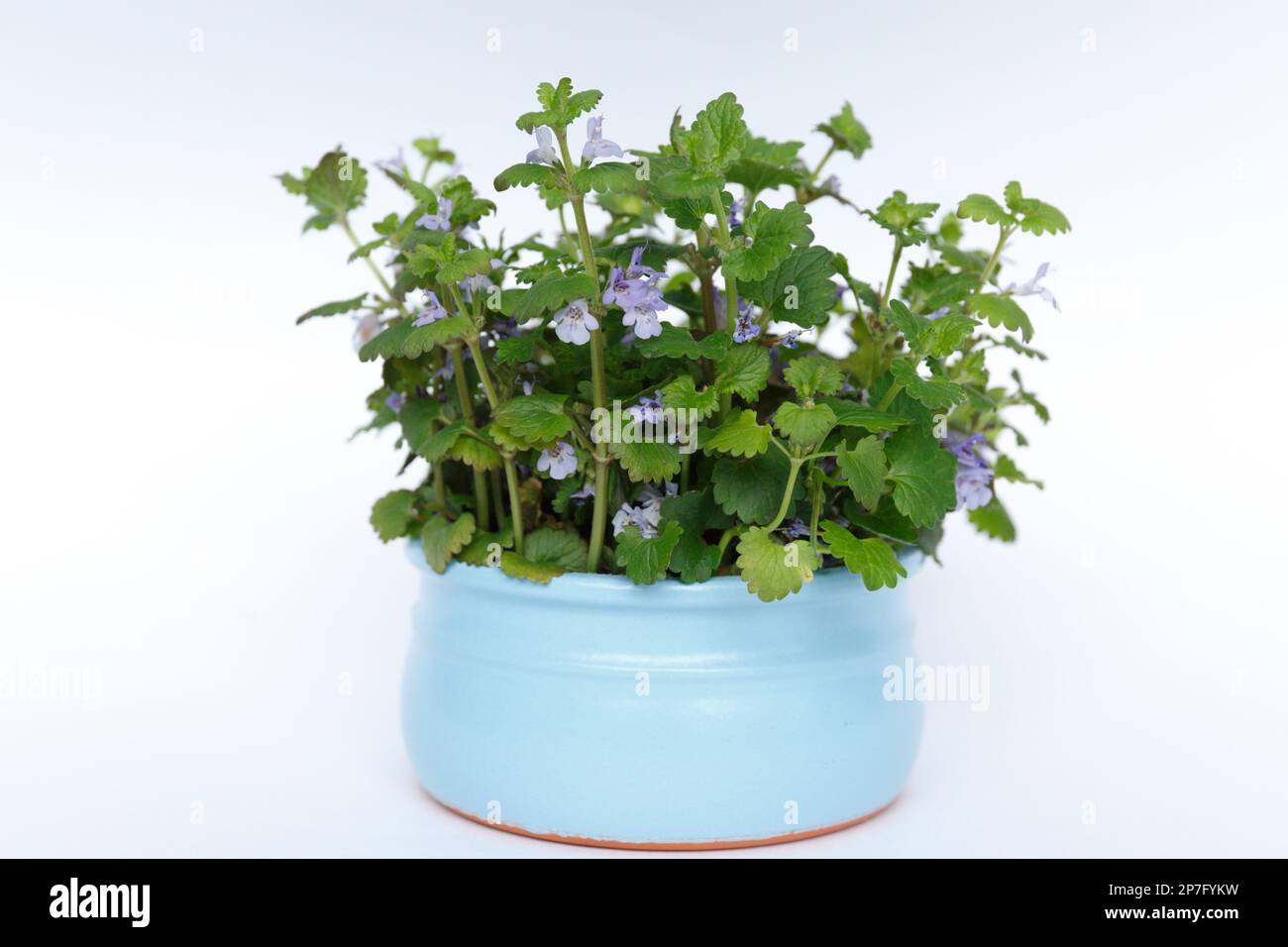 fleurs de forêt. les fleurs sauvages bleues avec des feuilles vertes se trouvent dans un pot en céramique bleue sur fond blanc Banque D'Images