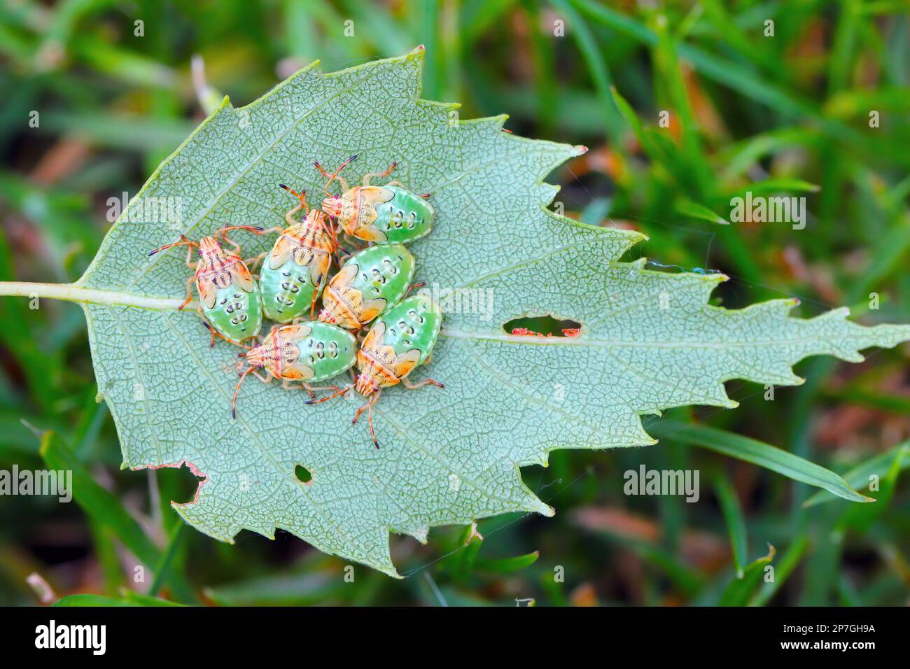 Groupe de parents Nymphes de l'insecte final (Elasmucha grisea) nichés ensemble sur la feuille de bouleau. Banque D'Images