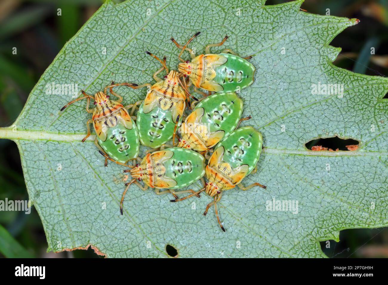 Groupe de parents Nymphes de l'insecte final (Elasmucha grisea) nichés ensemble sur la feuille de bouleau. Banque D'Images