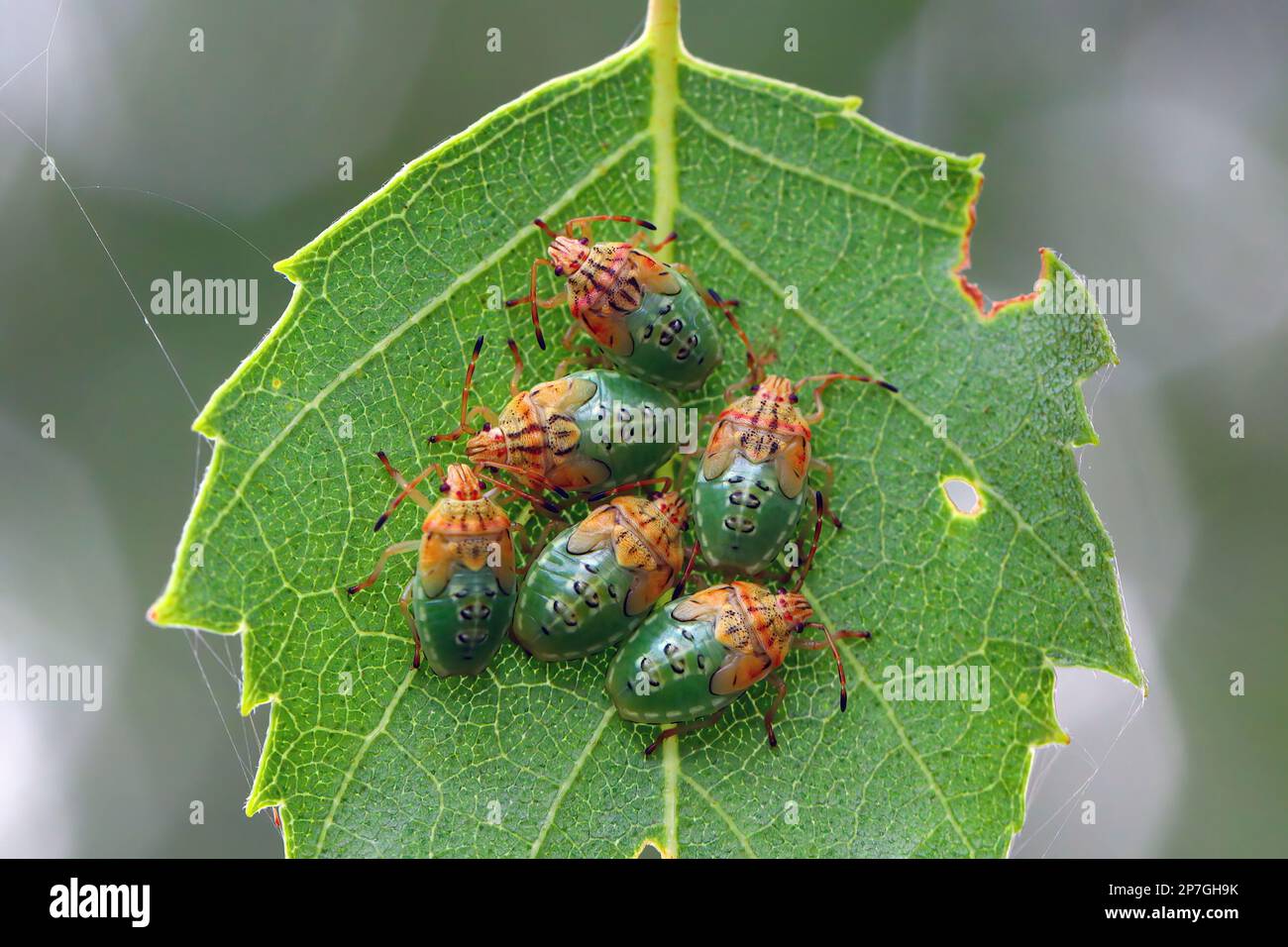 Groupe de parents Nymphes de l'insecte final (Elasmucha grisea) nichés ensemble sur la feuille de bouleau. Banque D'Images