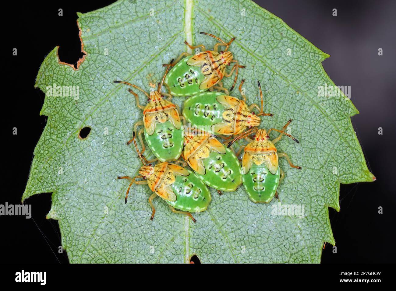 Groupe de parents Nymphes de l'insecte final (Elasmucha grisea) nichés ensemble sur la feuille de bouleau. Banque D'Images