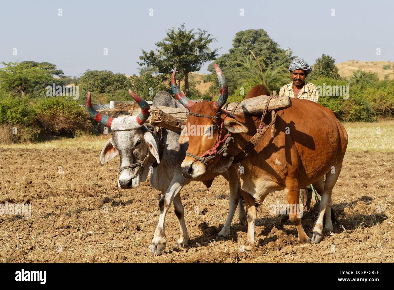 RANAKPUR, INDE, 4 novembre 2017 : Un agriculteur dans les champs près de Ranakpur. Les champs sont encore principalement cultivés par les techniques agricoles traditionnelles dans Banque D'Images