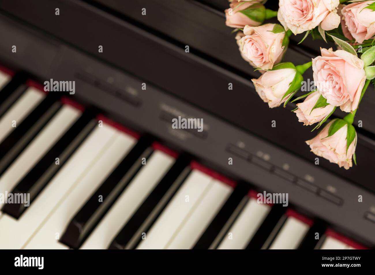 Composition romantique de vacances avec roses roses sur piano. Cours de piano, éducation musicale, passe-temps, divertissement et concept de concert. Fête des mères , womans Banque D'Images
