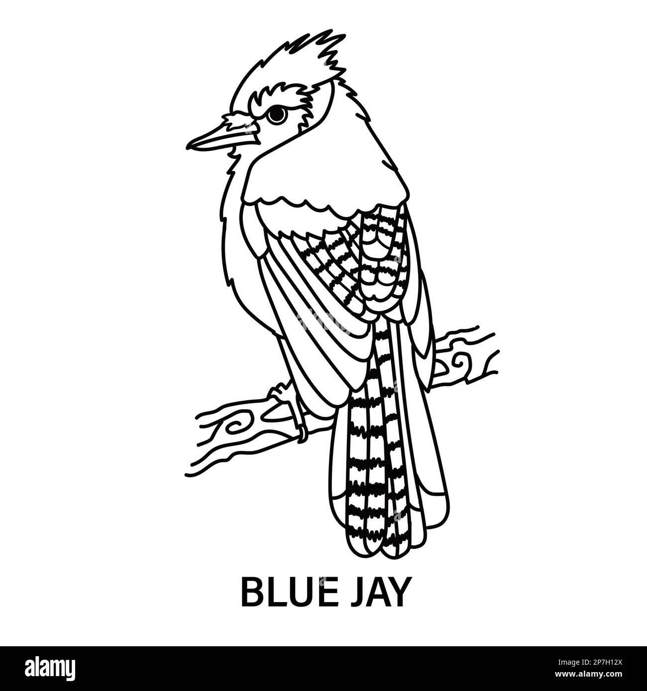 Illustration d'un geai bleu mâle sur fond blanc. Page de coloriage pour le plaisir ou l'apprentissage. Banque D'Images