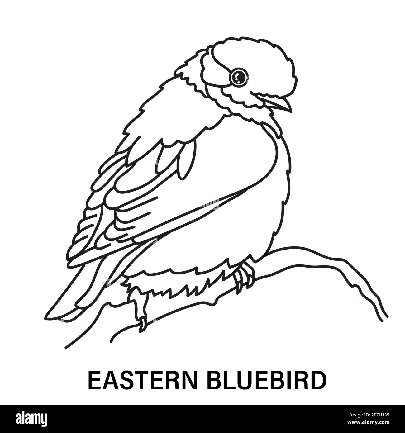 Illustration d'un oiseau bleu de l'est mâle sur fond blanc. Page de coloriage pour le plaisir ou l'apprentissage. Banque D'Images