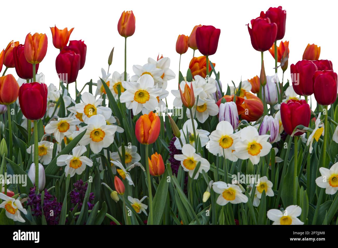 fleurs de prairie comme tulipes et narcisse dans diverses couleurs Banque D'Images