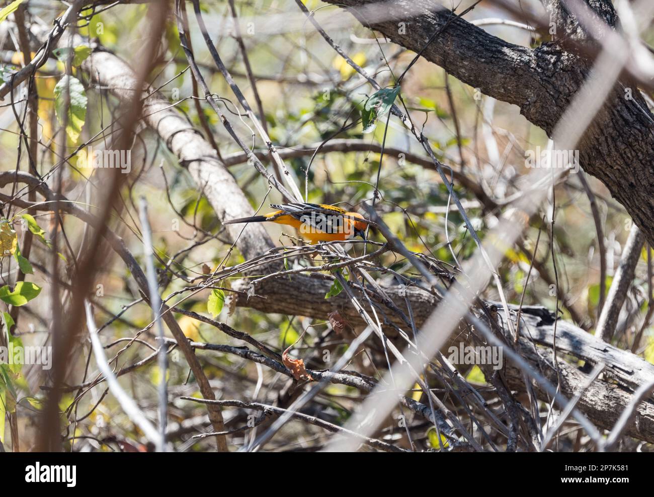 Élevage de l'Oriole (Icterus pustulatus) dans l'État du Chiapas, au Mexique Banque D'Images