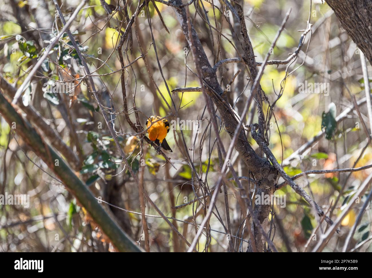 Élevage de l'Oriole (Icterus pustulatus) dans l'État du Chiapas, au Mexique Banque D'Images